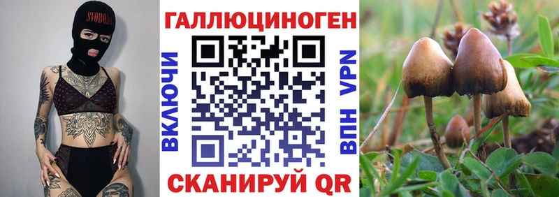 Псилоцибиновые грибы Psilocybe  Борзя 